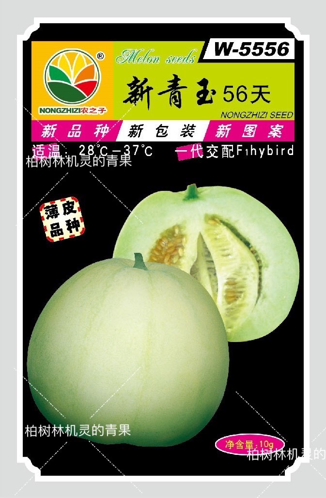 日本甜宝甜瓜种子 新青玉56天-杂交经典薄皮甜瓜梨瓜香瓜种子
