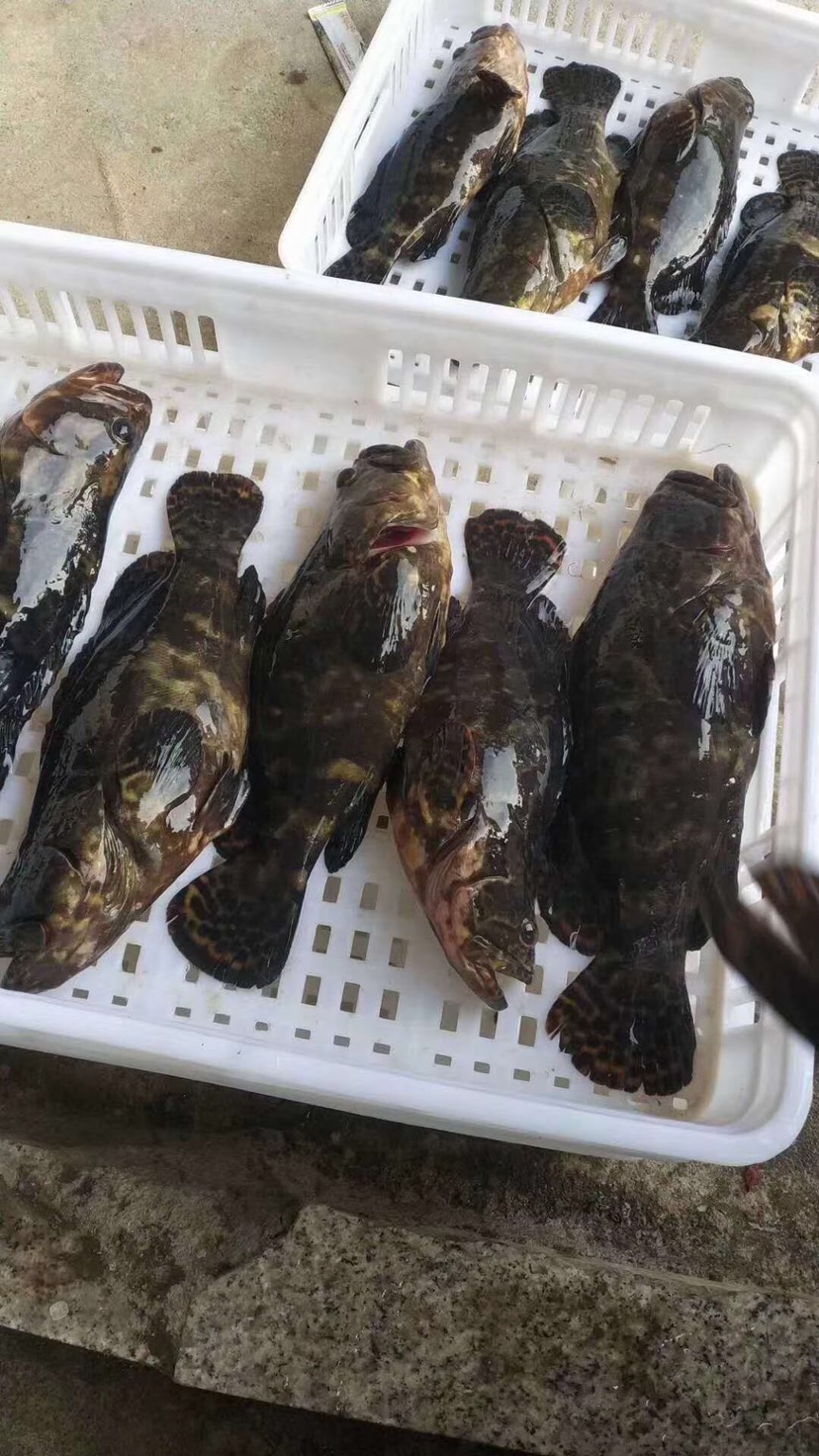 龙趸 生猛海鲜龙胆石斑鱼现捕海鲜水产新鲜大石斑鱼鲜活海捕龙胆