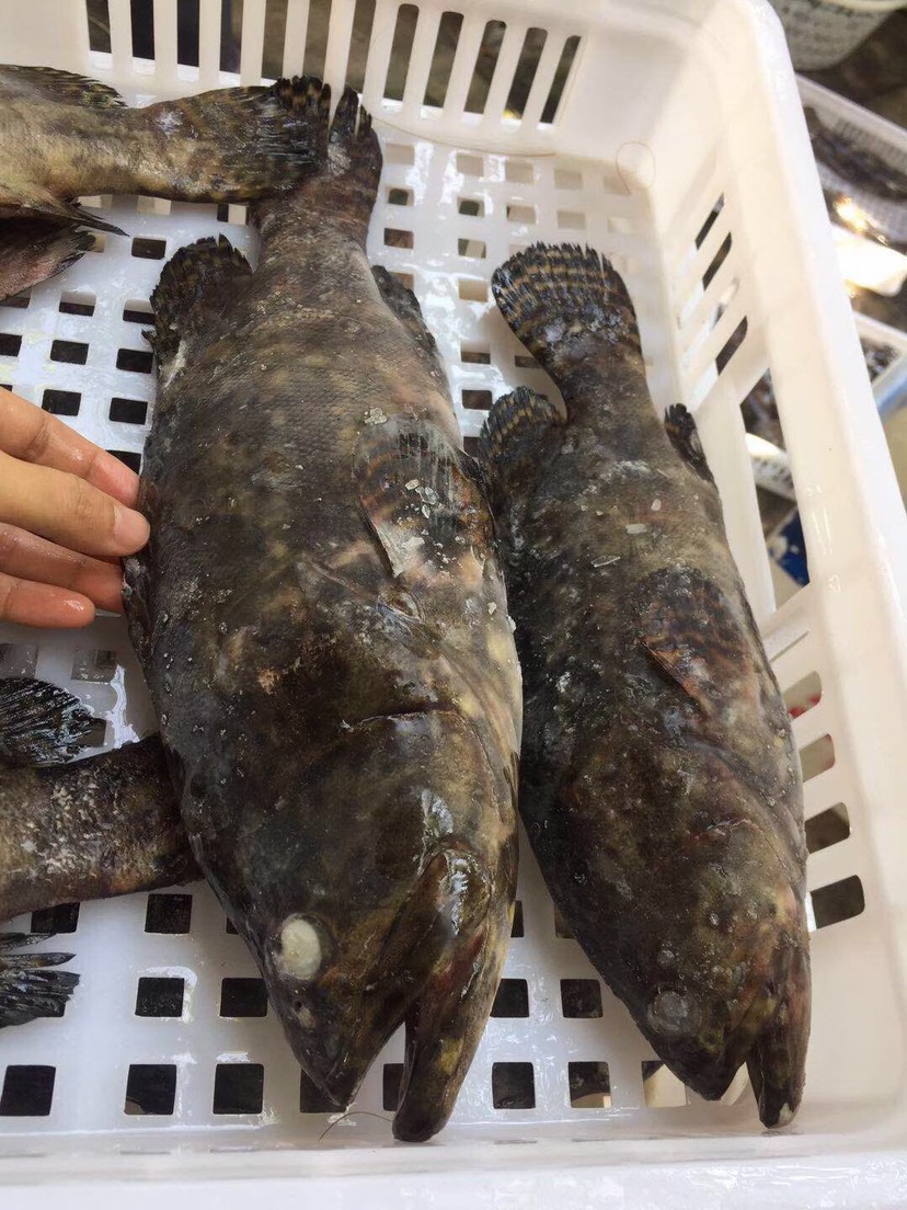 龙趸 生猛海鲜龙胆石斑鱼现捕海鲜水产新鲜大石斑鱼鲜活海捕龙胆