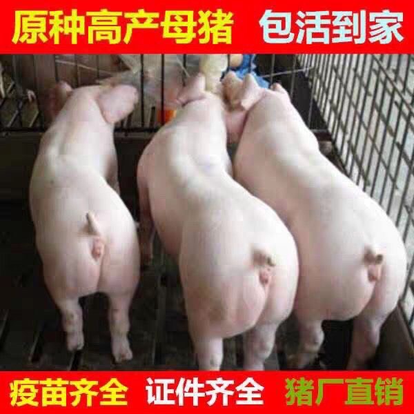长白猪 原种母猪,原种长白母猪,原种大白母猪,常年出售杜洛克公猪