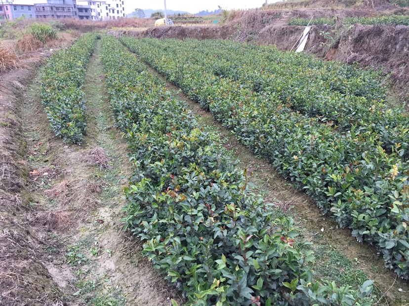 [油茶树苗批发]油茶树苗 赣南油茶苗实生苗基地直供价格0.