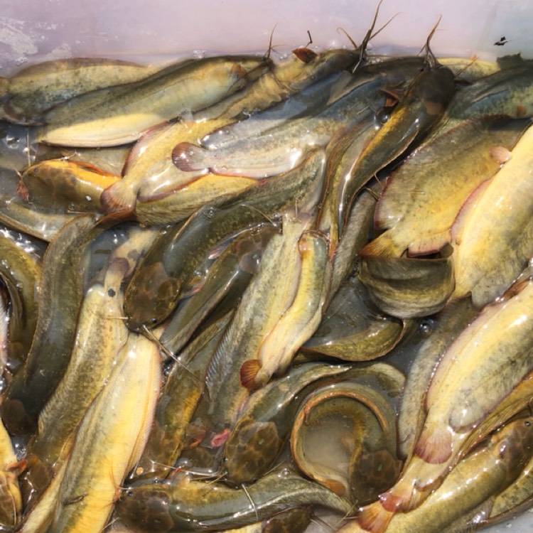 塘角鱼三麻黄本地塘鲺鱼,山水鱼塘,三两以上,大量批发,欢迎