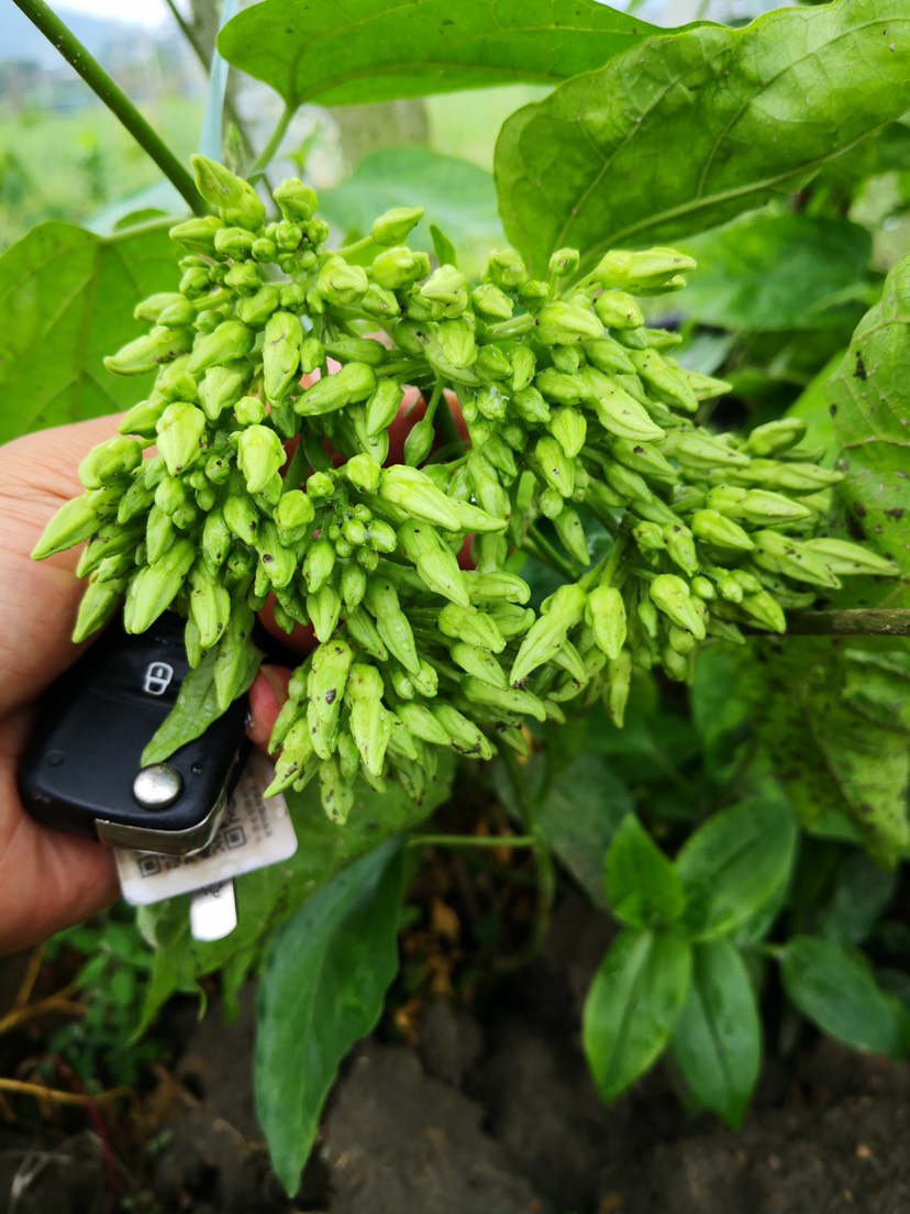 夜香花广西特色菜养生食材基地一手货源