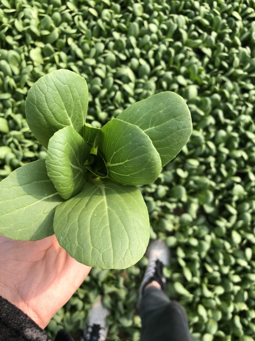 青梗小白菜 上海青 小白菜 小油菜 大量上市 可以长期供应稳定货源