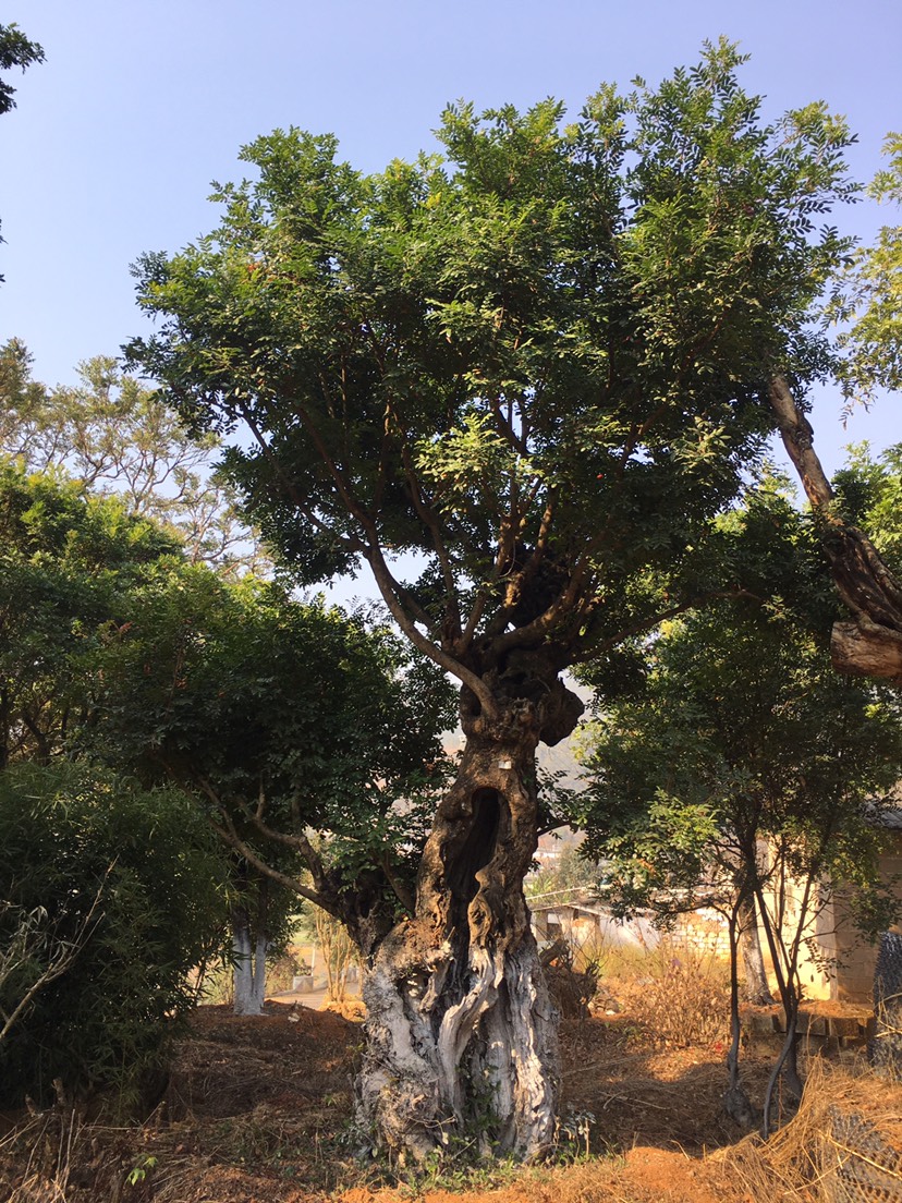 清香木,精品大桩盆景