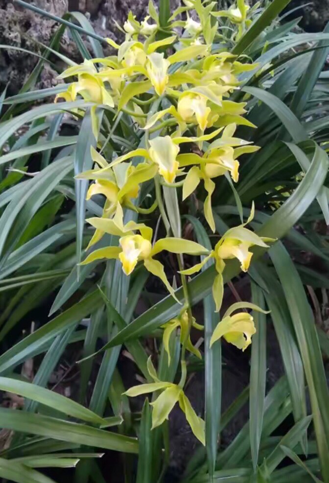 云南昌宁县 兰花虎头兰素花