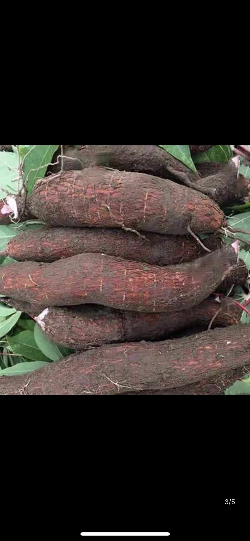 木薯种苗 面包木薯 黄肉木薯苗南北方种植易存活种植简单