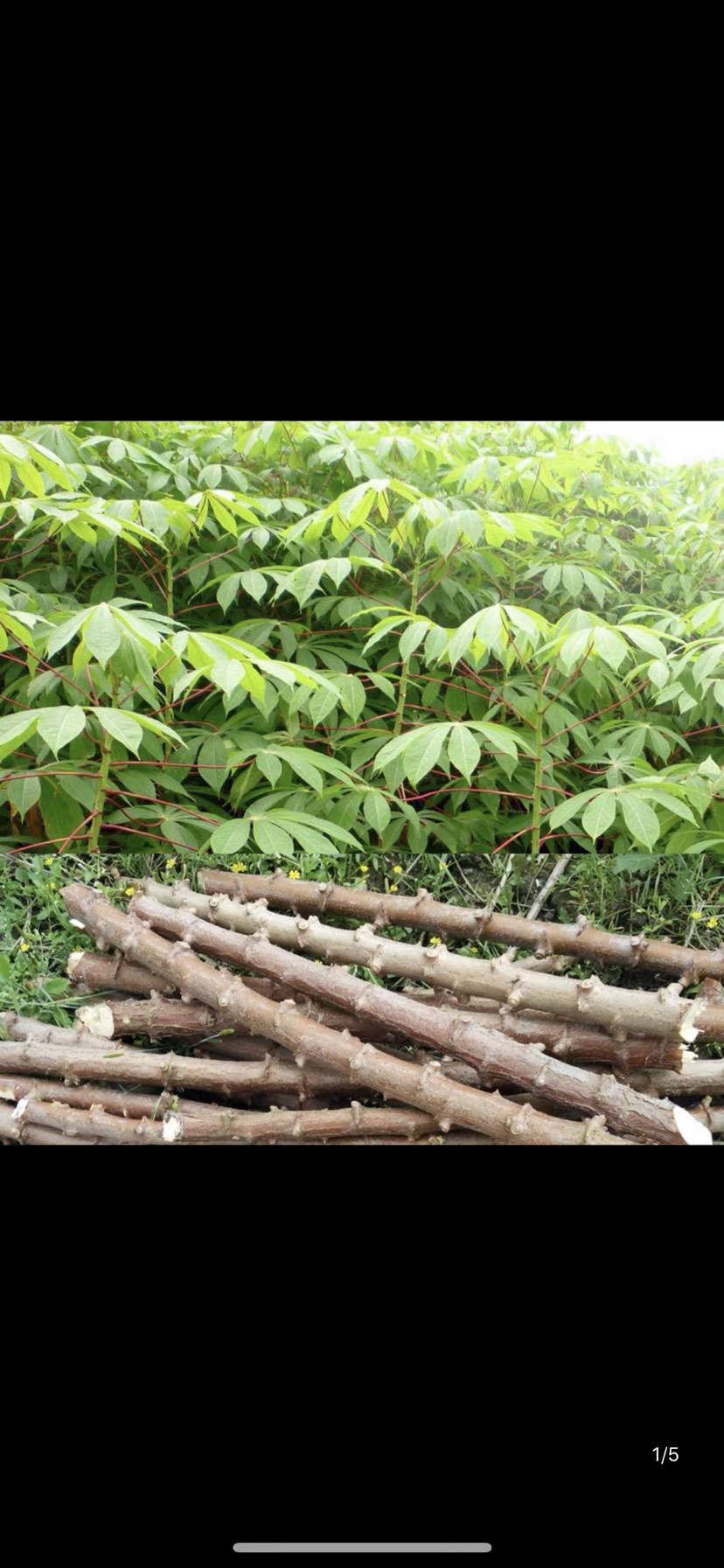 木薯种苗 面包木薯 黄肉木薯苗南北方种植易存活种植简单