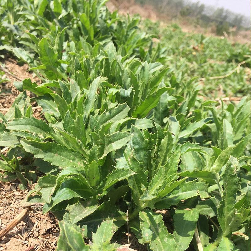 小蓟草 纯生小蓟菜萋萋菜小刺菜青青菜全国包邮