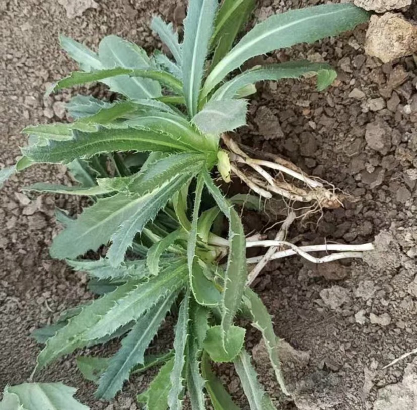 小蓟草 纯生小蓟菜萋萋菜小刺菜青青菜全国包邮