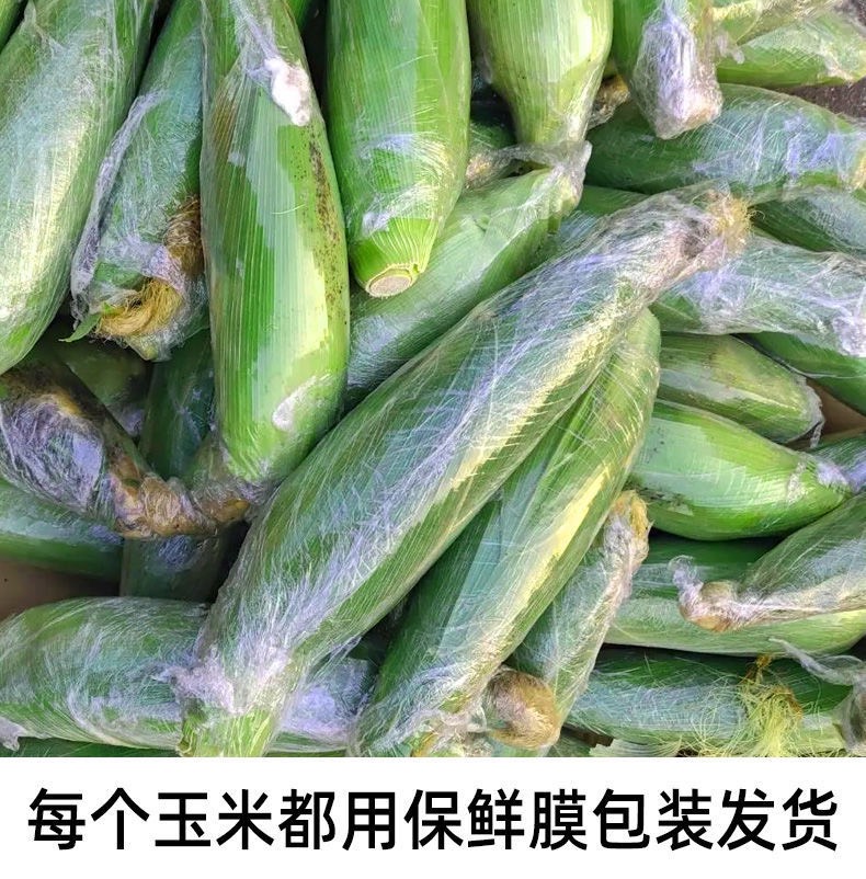 新鲜云南玉米水果玉米新鲜现摘爆浆玉米非糯玉米3/5/10斤