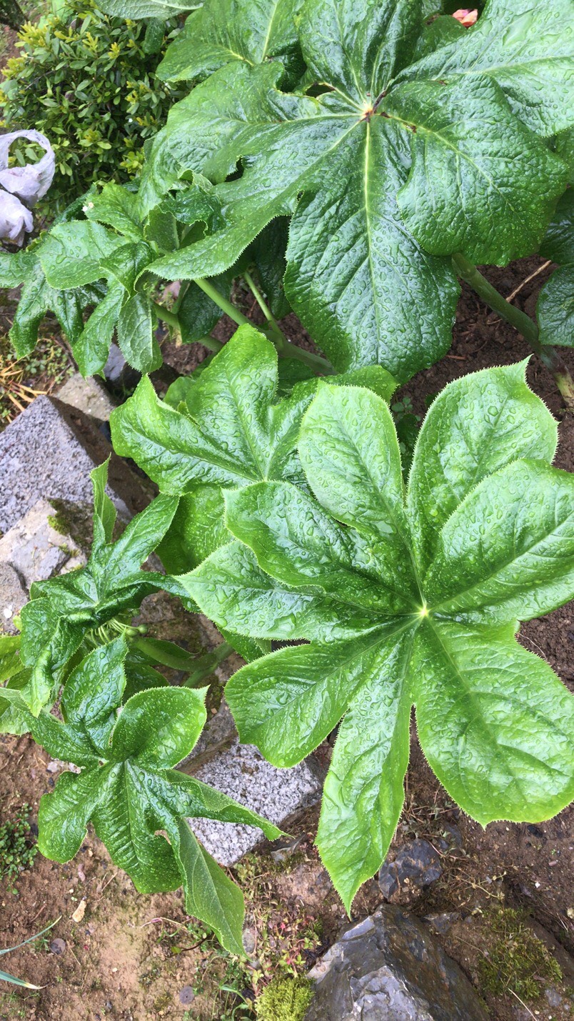 八角莲种苗八角莲苗江边一碗水