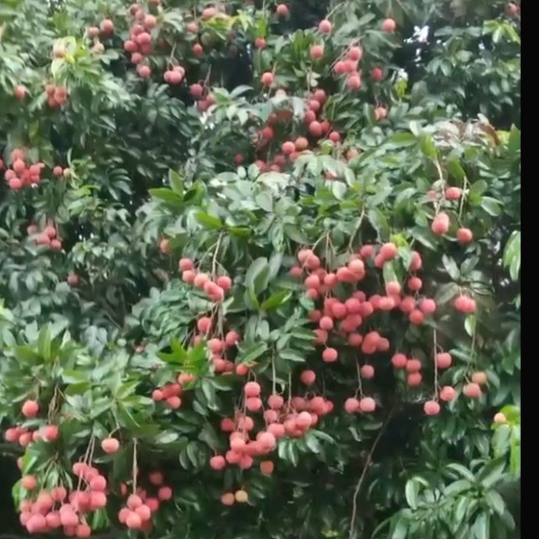 荔枝 四月红,妃子笑,白糖香,无核荔,桂味,香荔