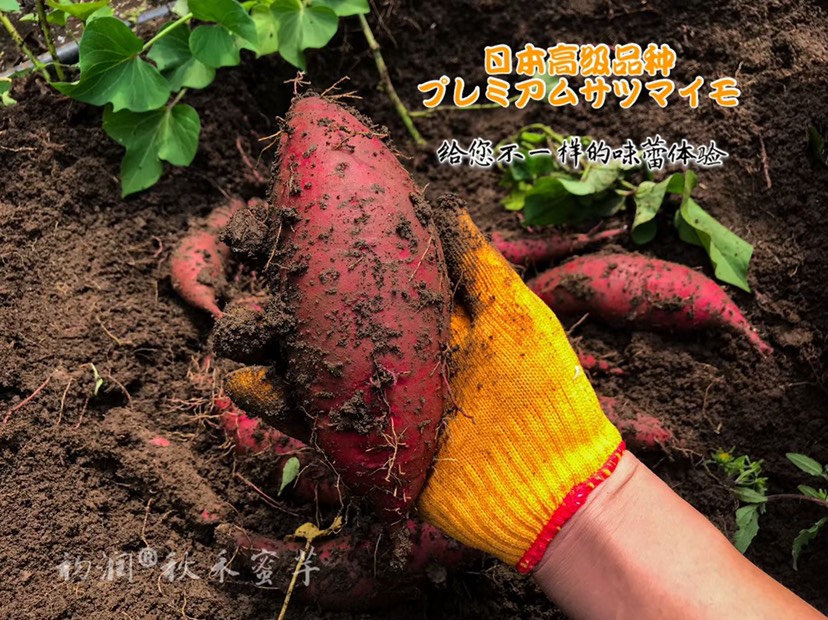 秋禾芋日本玛莎莉蜜薯火山沙地种植