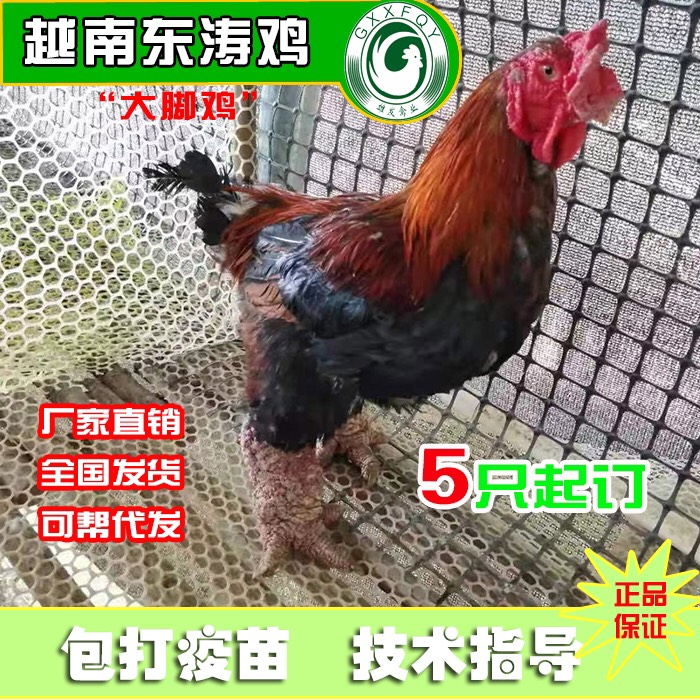 越南东涛鸡也叫大脚鸡脱温苗成年可达12斤左右