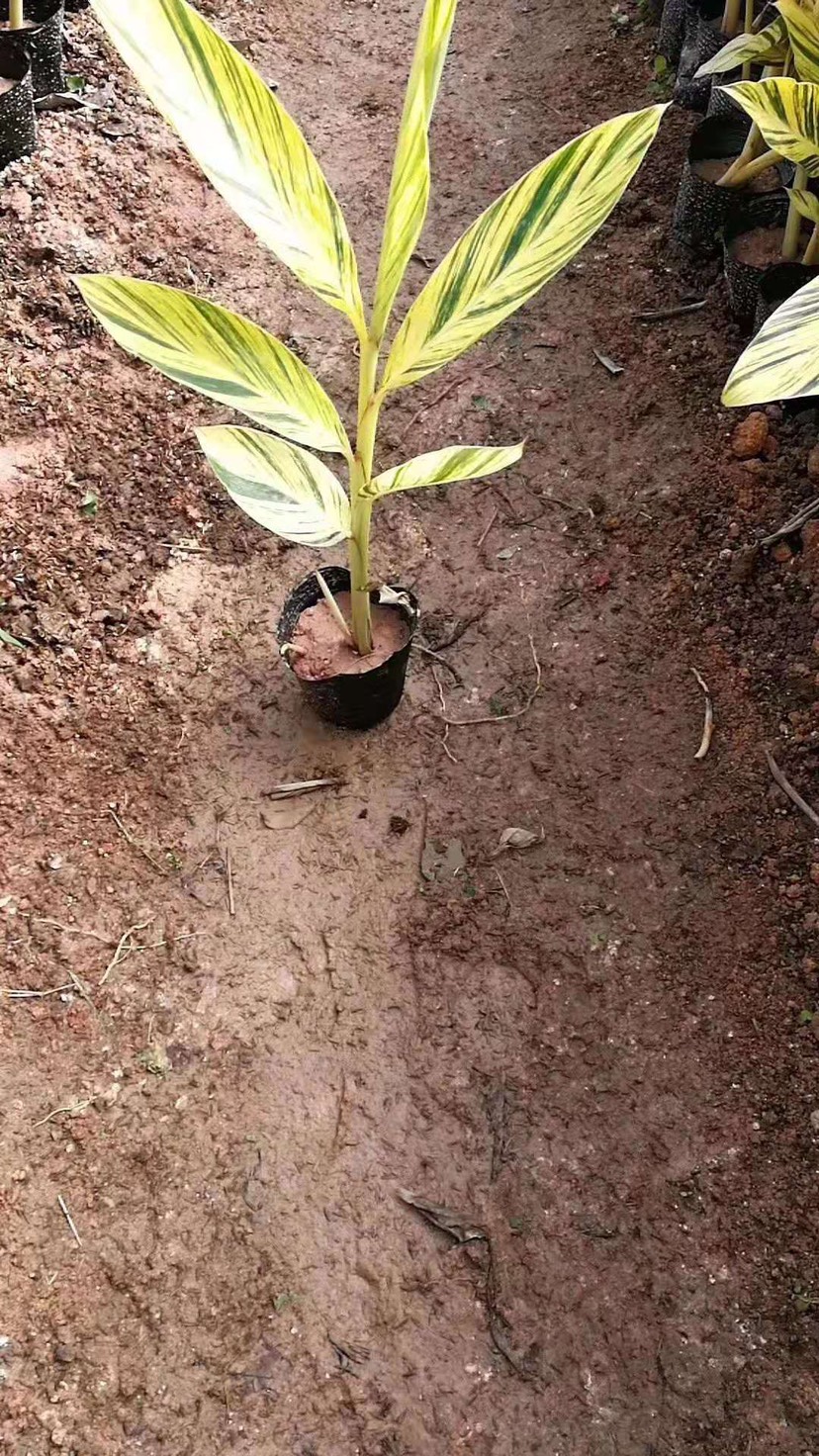 花叶良姜盆栽 花叶良姜 花叶艳山姜 基地批发