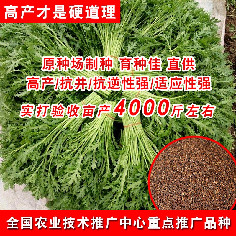 茼蒿种子
