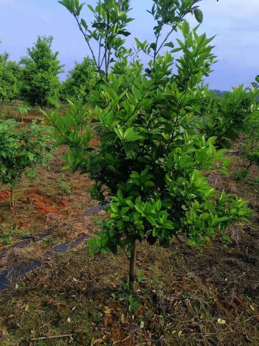 香橼树 大量枳壳树出售,地径5公分左右