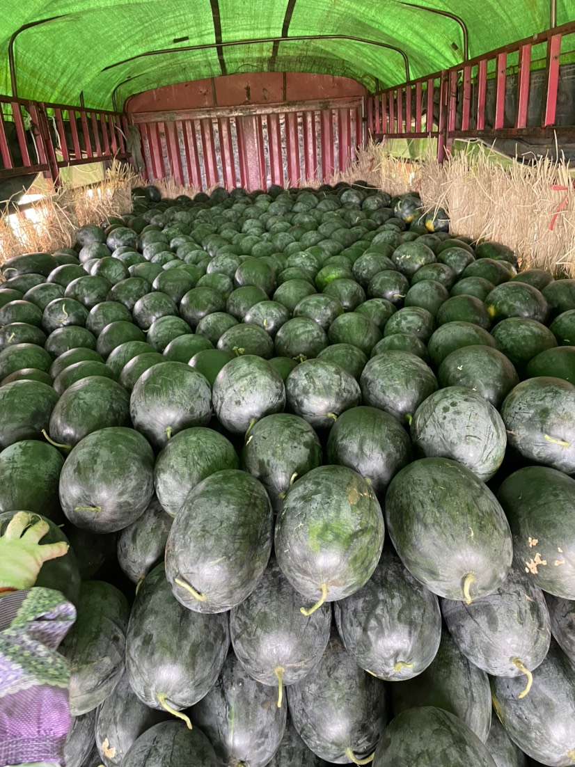 黑美人西瓜 湛江大量黑美人上市,各种质量,需要老板欢迎联系