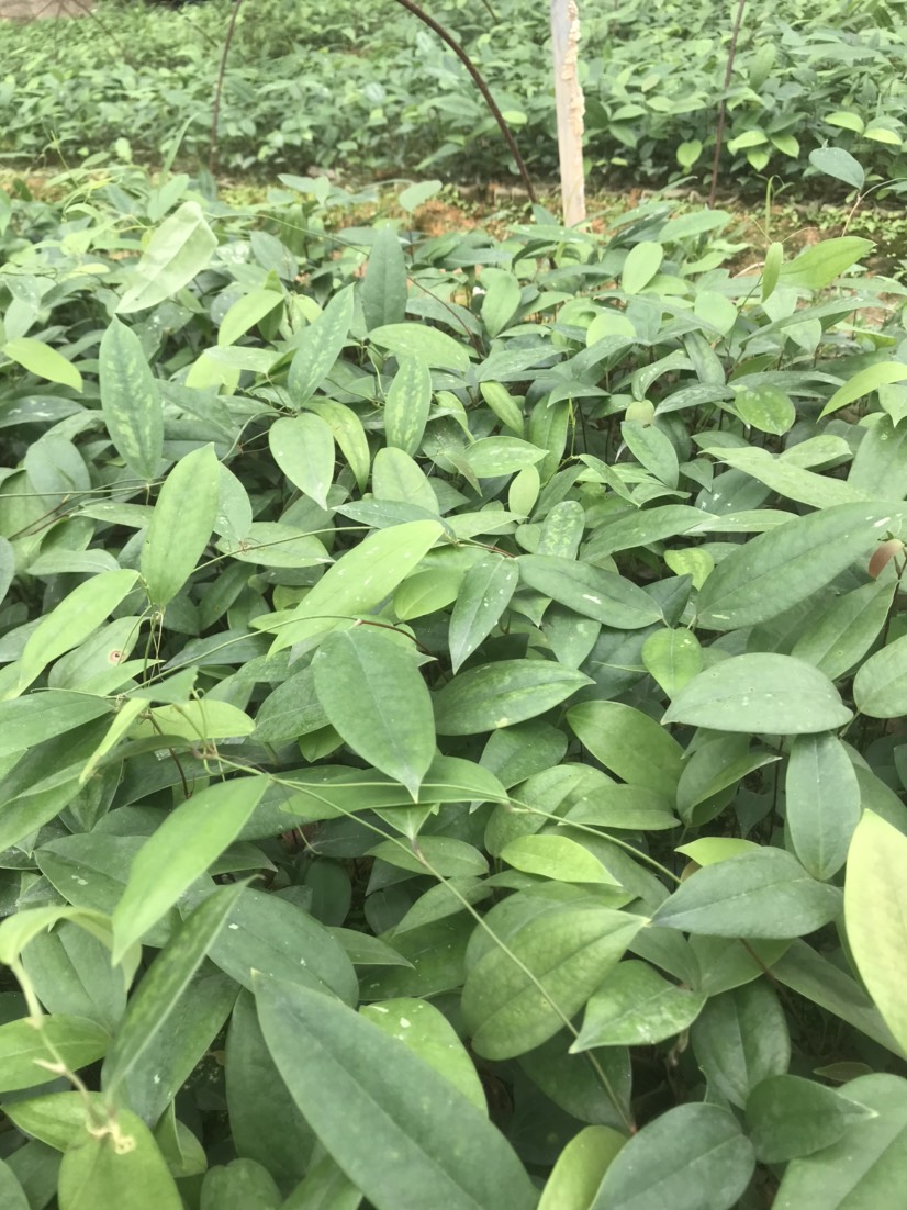 [茯苓苗批发]茯苓苗 土茯苓16价格1.8元/株 - 惠农网