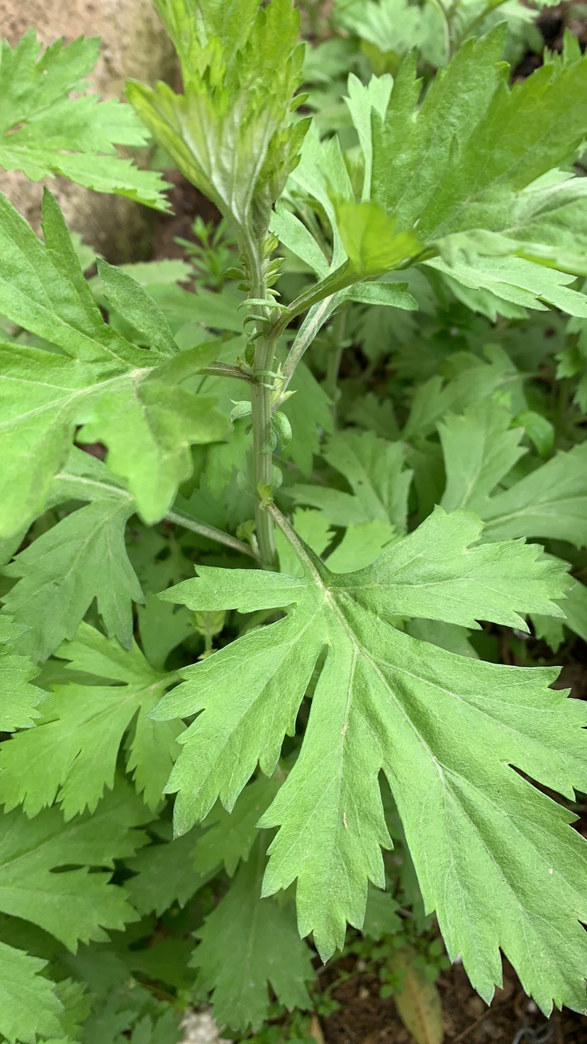 艾草苗 南阳正宗五叶白艾,出绒率高,药效性高