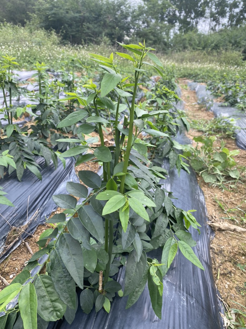 天绿香 树仔菜 五指山菜 爽口菜 潮汕树菜