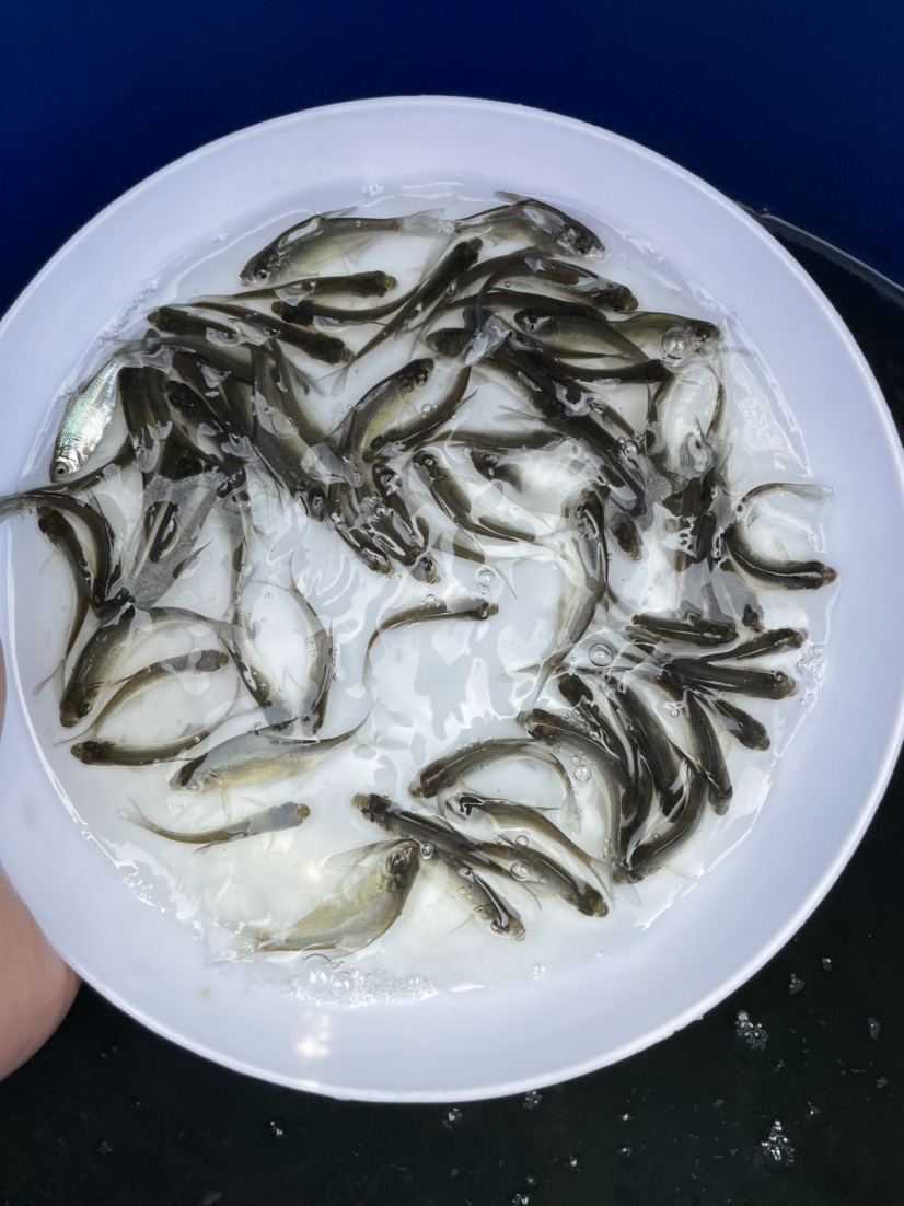 鱼苗