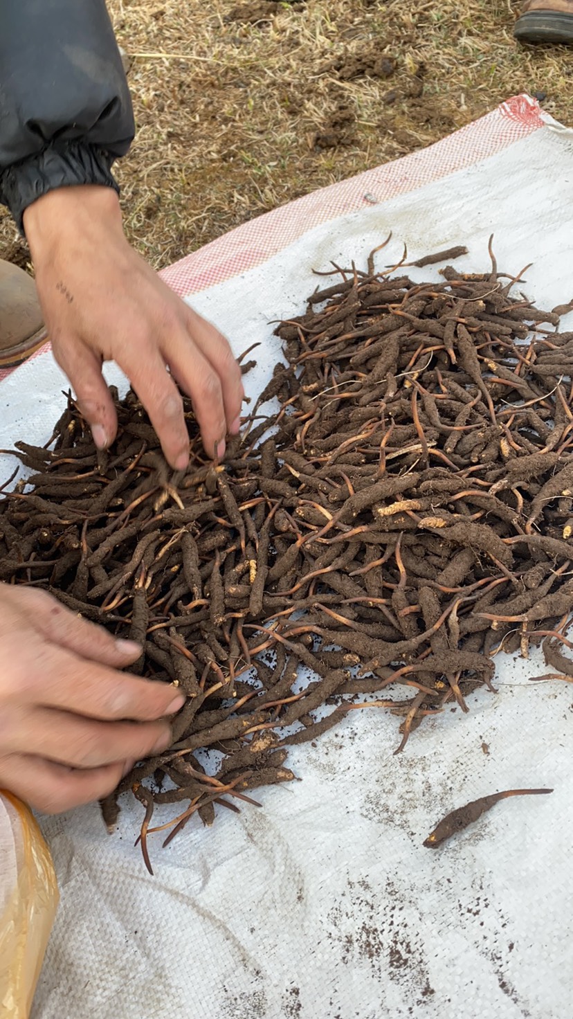 冬虫夏草青海果洛的每天可以提供新鲜虫草1500200