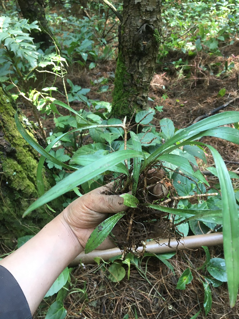 吉祥草,小叶万年青