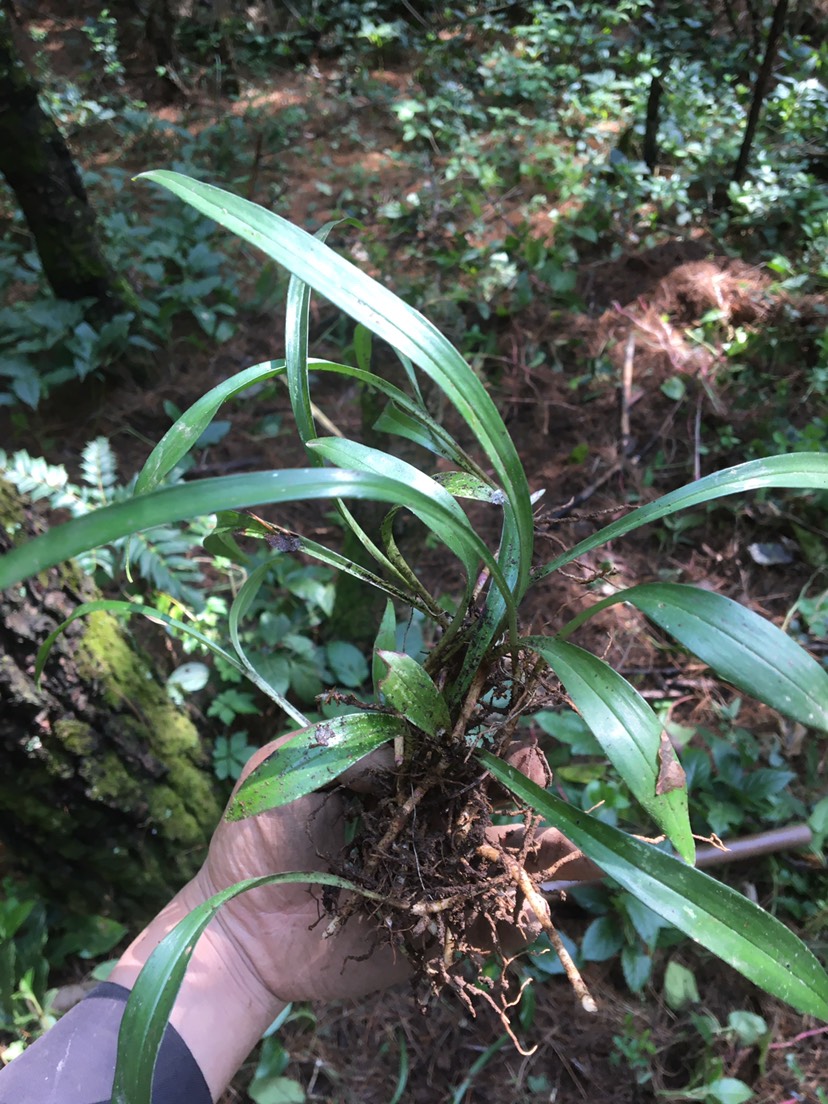 吉祥草,小叶万年青