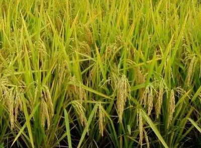 泰优390水稻种子 泰优390 优质稻 水稻种子 杂交水稻 水稻 中稻