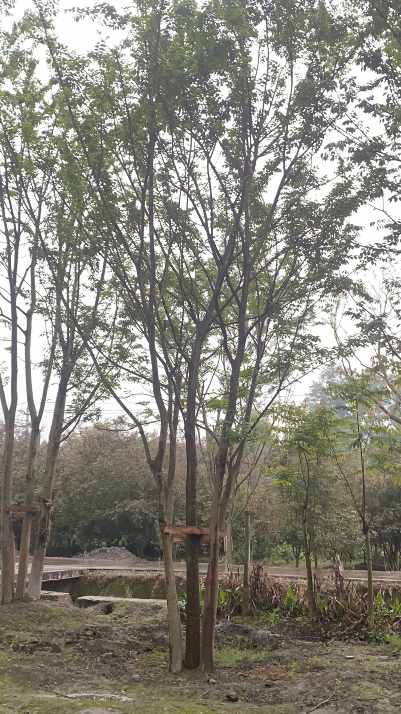 丛生朴树 精品从生朴树40—130公分