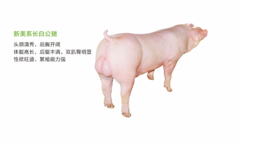 猪苗 原种一代母猪,新美系母猪,大约克,杜洛克公猪,二元母猪