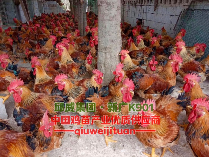 [k901鸡苗批发]k901鸡苗价格1.8元/只 - 惠农网