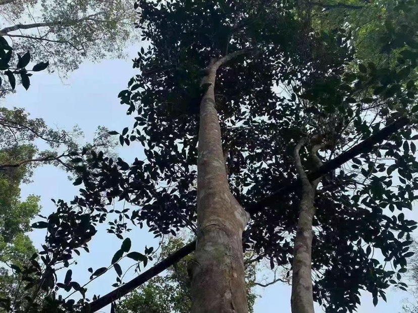 古树茶 云南普洱 百花潭 古树 高杆 生茶 普洱茶 茶叶 包邮