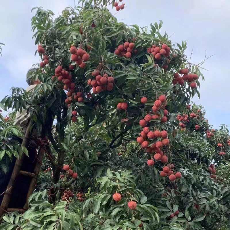 白糖罂荔枝 高州荔枝产地