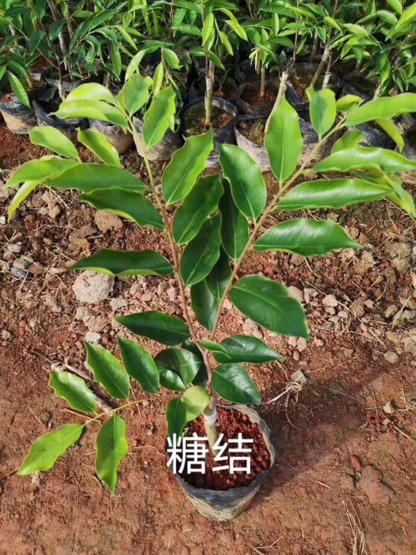 奇楠沉香树专注奇楠苗有糖结紫棋油叶子黑棋金沙叶
