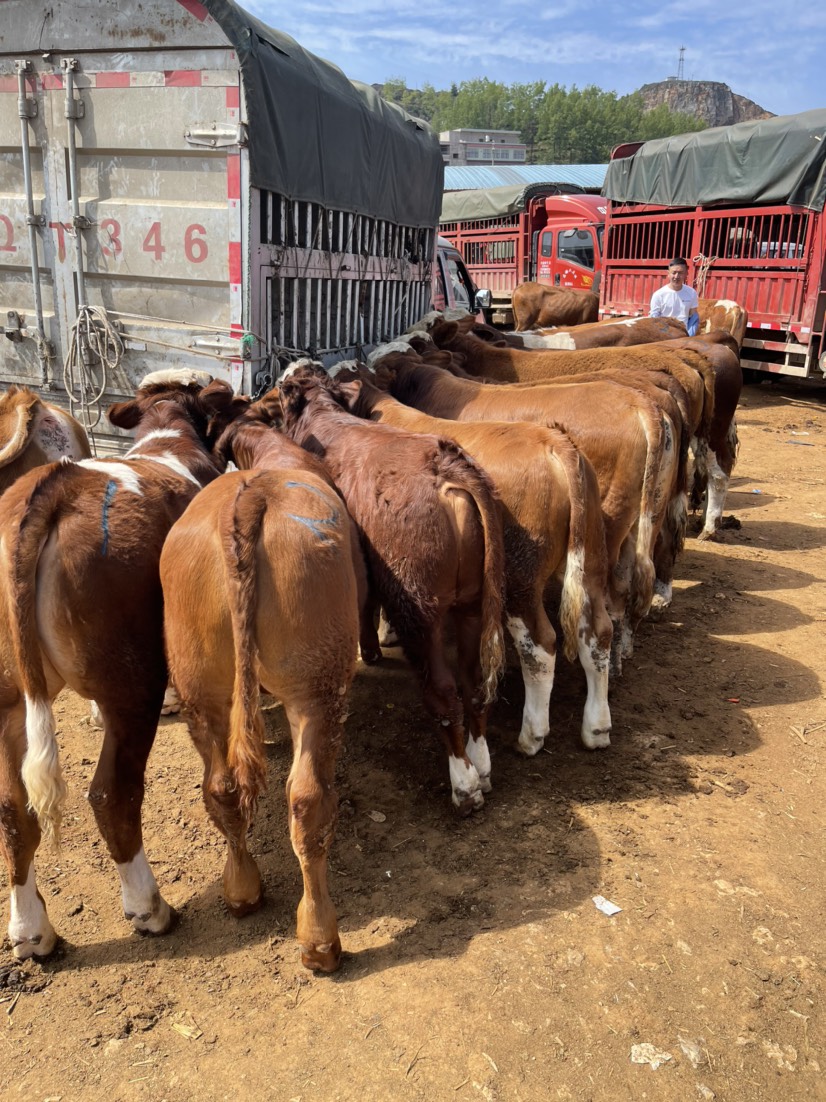 西门塔尔牛 西门塔尔育肥公牛