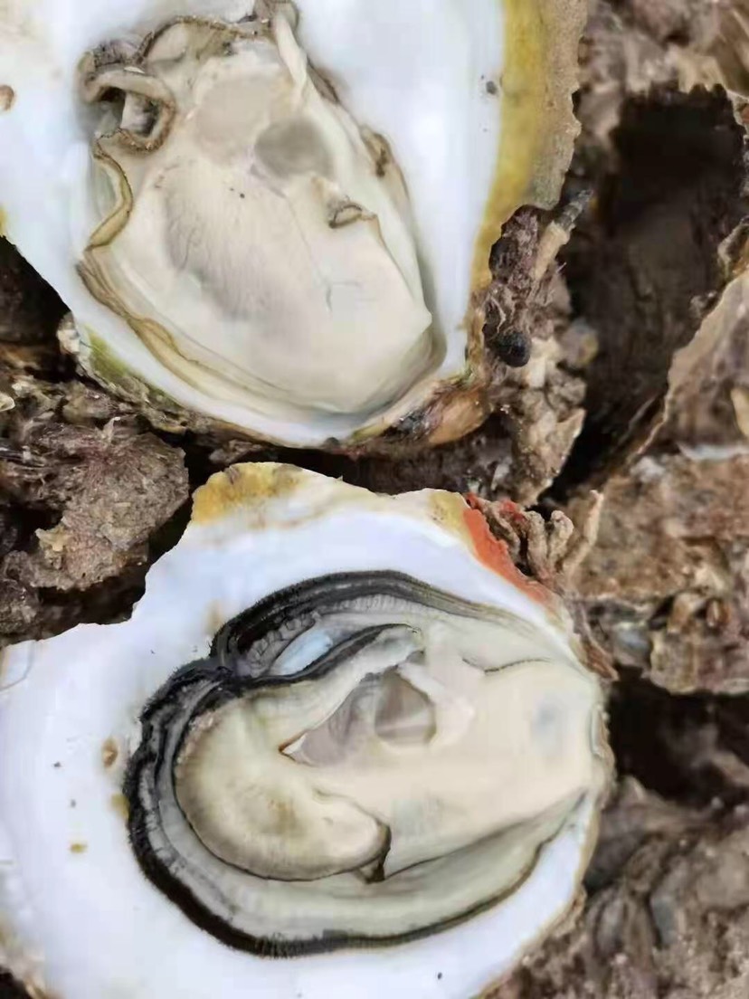 [生蚝批发]广西北海,钦州,防城港,铁山港,东兴越南脆蚝/生蚝/牡蛎