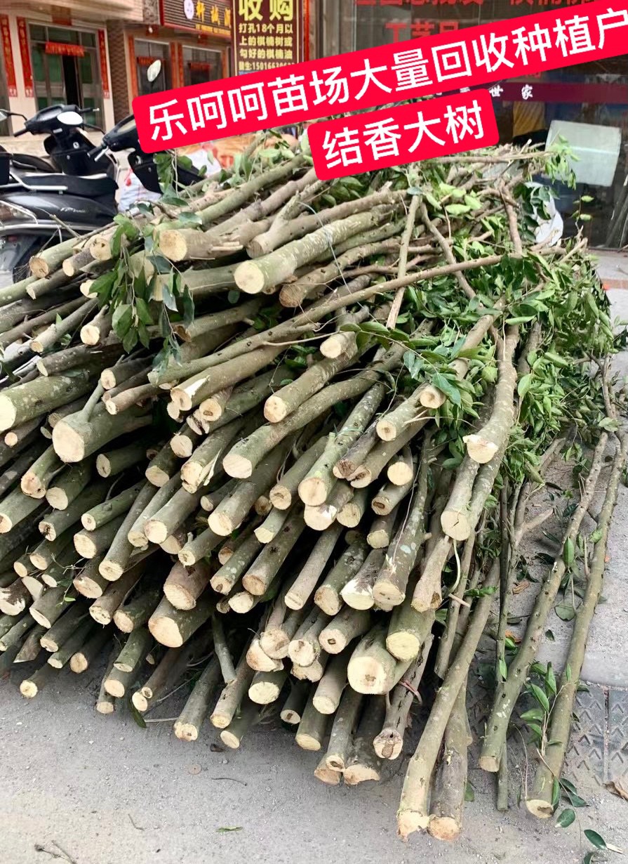 奇楠沉香树 正宗嫁接奇楠苗 沉香树苗 保证正品 你种我收 假一赔十