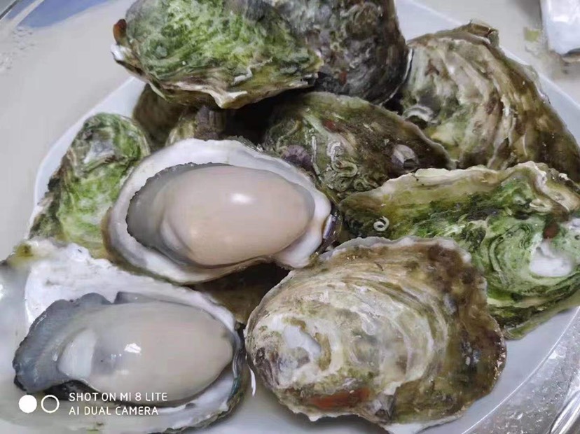 珍珠蚝 福建生蚝批发中心