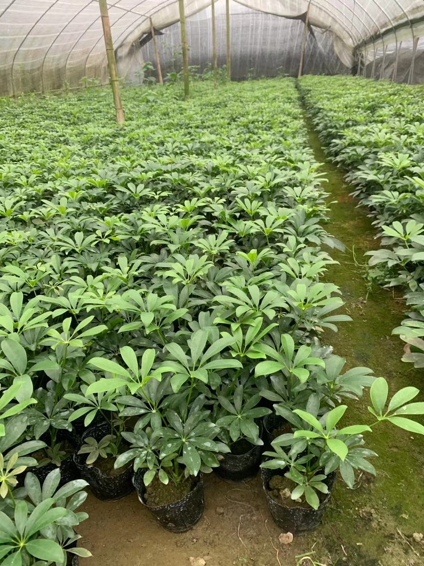 苗圃大量供应鸭脚木杯苗地苗,规格齐全欢迎来电咨询