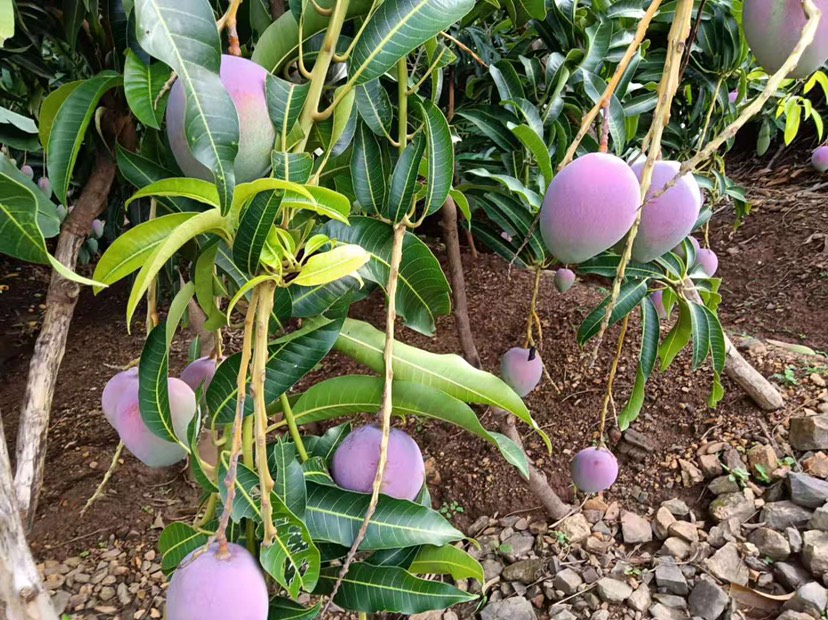 芒果 苹果芒(胭脂芒)