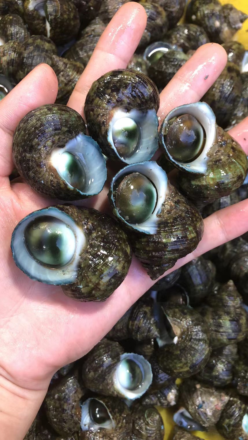 食品工艺 鲜活水产 品种名 牛眼螺 是否带壳 带壳