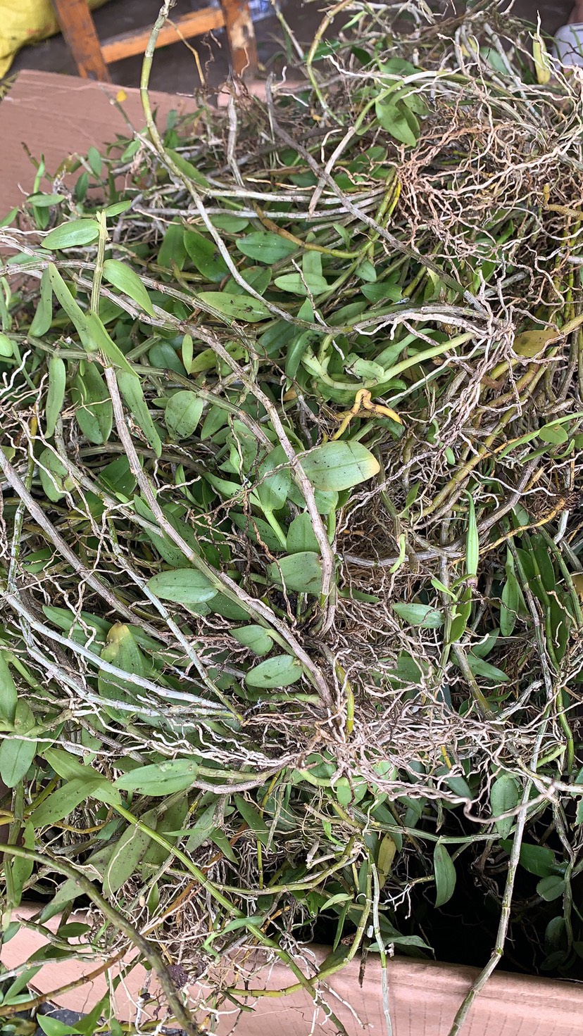 美花石斛 小黄草 金耳环 小环草石斛 广西鲜货