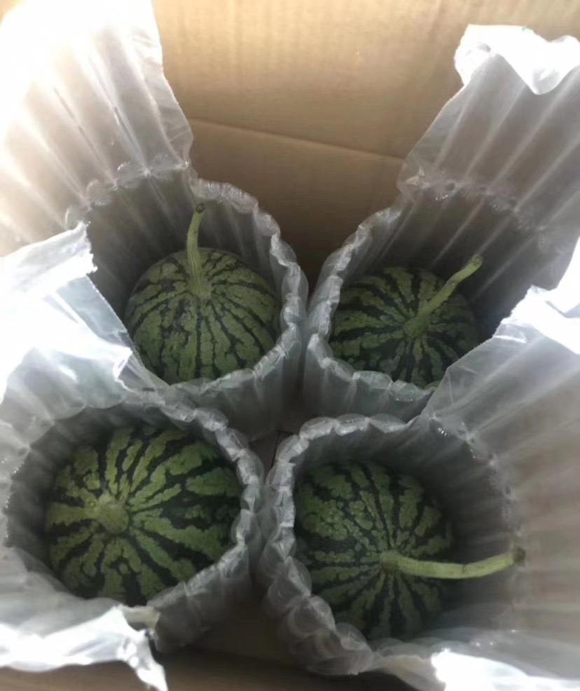 吊西瓜 庞各庄 西瓜