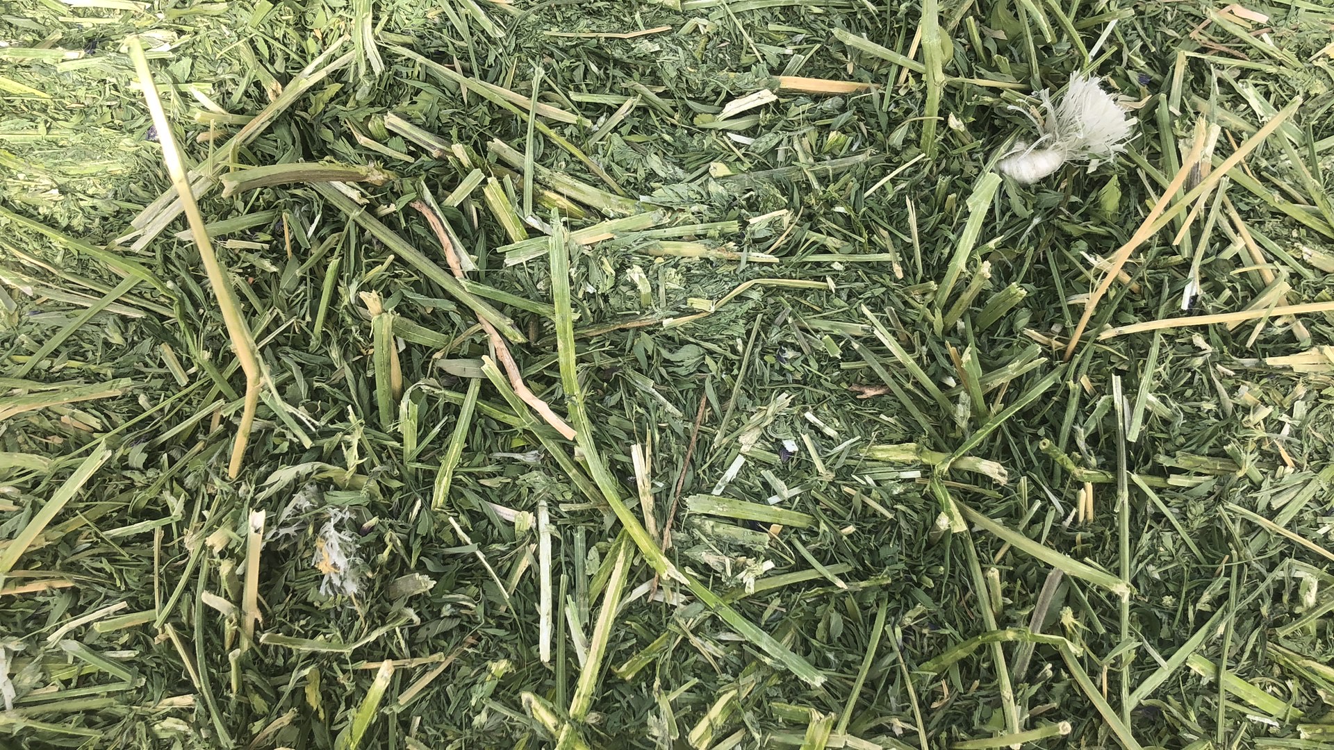品种名 苜蓿草饲料 苜蓿头茬草,打包好,品质好,美国紫花苜蓿 询价记录