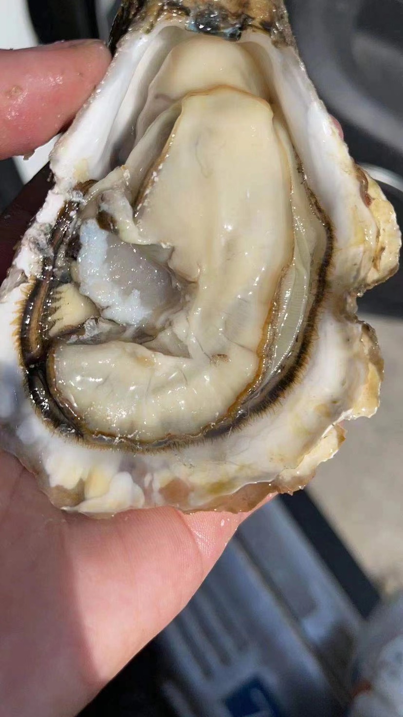[三倍体生蚝批发]三倍体生蚝 鲜活个头大 烧烤可提供开边 原产地直供