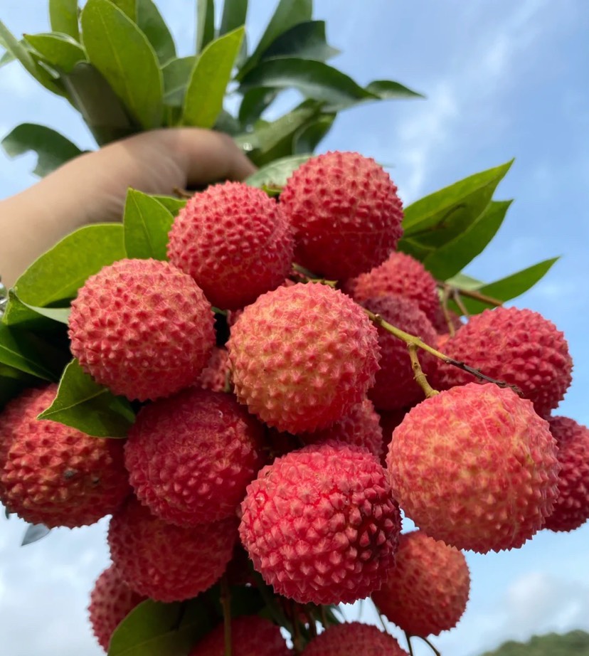 桂味荔枝  广东高州荔枝贵味.果子均匀.核小