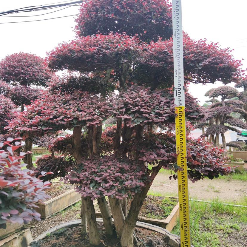 福建红花继木桩批发 红花继木桩价格报价 造型红花继木桩头